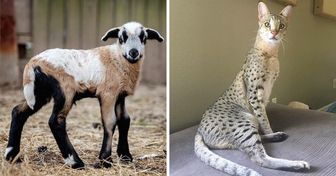 13 animaux hybrides incroyables qui existent vraiment !