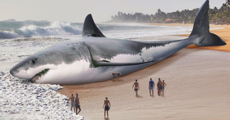 Comment le grand requin blanc a-t-il fait disparaître le mégalodon ?