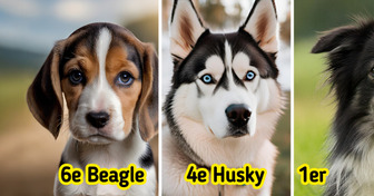 9 Races de chiens exigeantes qui ne sont pas idéales pour les débutants