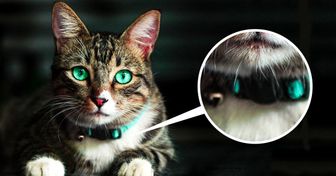 Voici pourquoi il ne faut pas mettre un collier à grelot à ton chat !
