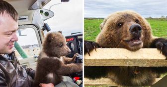 Des pilotes russes ont adopté un ours incapable de vivre seul dans la nature, et il s’est habitué à vivre à l’aéroport