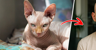 Voici à quoi ressembleraient 10 races de chats s’ils étaient humains