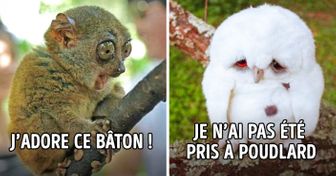 Ces animaux sont si drôles que leurs photos se sont transformées en mèmes sur les réseaux sociaux