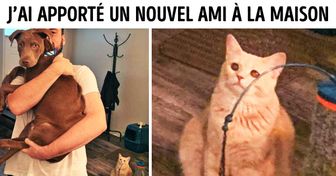 20 Animaux qui ont vécu un petit drame personnel