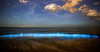 10 Espèces luminescentes qui peuvent rendre un paysage totalement magique