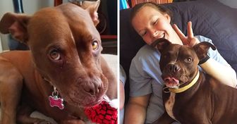 Après avoir vécu 400 jours dans un refuge, cette chienne a été adoptée, et désormais, elle mène une vie heureuse auprès de sa nouvelle famille
