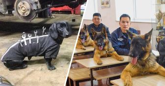 17 Animaux qui ont trouvé un but dans la vie pour lequel ils semblent même vraiment doués