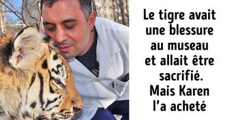 Voici l’histoire du vétérinaire qui a sauvé un tigre blessé alors qu’il était spécialisé dans les animaux de compagnie