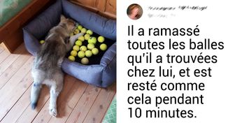 20 Chiens qui s’y prennent très bien pour nous faire rire avec leurs espiègleries