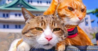 Ces chats ont été adoptés et sont maintenant en tournée au Japon avec leur maître car ils dépriment lorsqu’il part sans eux