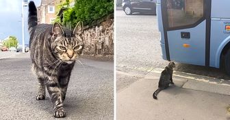 Voici George, un chat écossais qui voyage seul dans différents lieux et captive ses fans avec ses aventures