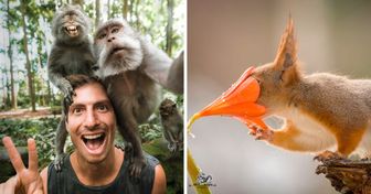 20 Photos d’animaux curieux qui ont volé la vedette aux photographes !