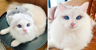 Ce chat a conquis internet avec ses yeux bleus et ses photos prises dans son bain
