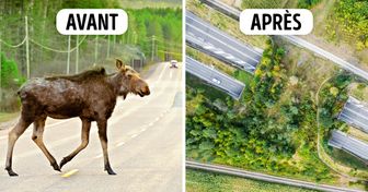 Certains pays ont construit des passages pour animaux sauvages sur les routes, et ils sont si efficaces que nous aimerions en avoir partout !