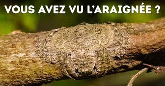 15 photos qui prouvent que le monde qui nous entoure ne cessera jamais de nous surprendre !