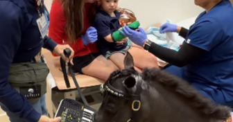 Cette mini-jument joue du clavier pour rassurer les enfants pendant leurs soins médicaux
