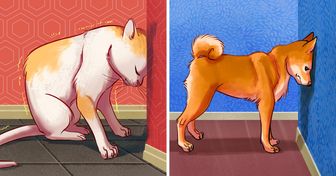 7 Raisons pour lesquelles ton animal de compagnie peut appuyer sa tête contre le mur