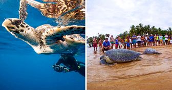 Un groupe de Brésiliens travaille pour sauver les tortues de mer, et ils le font dans un but non-lucratif