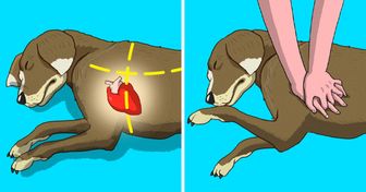 Voici comment secourir un chien en 6 étapes
