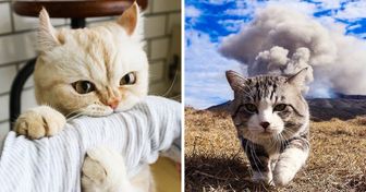 Garde cet article avec des photos d’adorables chatons pour quand tu as besoin de te donner du baume au cœur
