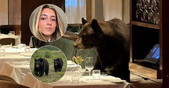 Un ours fait irruption dans un restaurant chic et saute sur les tables : la scène incroyable filmée par les clients