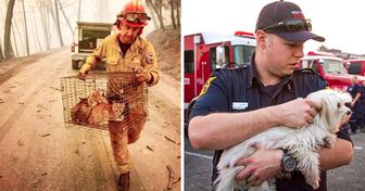 14 Histoires émouvantes de sauvetage d’animaux lors des incendies en Californie