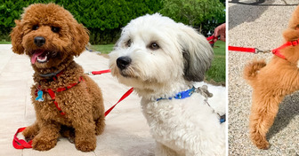 Une amitié émouvante : ces deux chiens se donnent des câlins à chaque rencontre