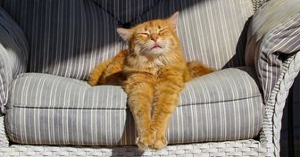 15 Chats qui te donneront le sourire pour la journée