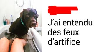 20 Animaux qui savent que leurs maîtres les aiment par-dessus tout