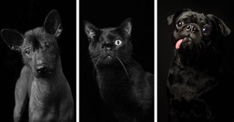 Une photographe a découvert que les animaux au pelage noir ont plus de mal à se faire adopter et a décidé de prendre d’eux de beaux portraits pour les aider à trouver une famille