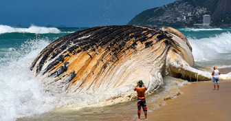 Les 7 créatures marines les plus grande du monde