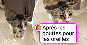 20+ Animaux qui vont illuminer ta journée