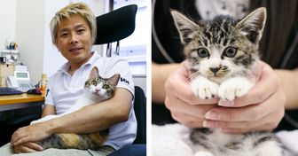 Une entreprise japonaise adopte des chats abandonnés pour réduire le stress au travail et c’est un grand succès !