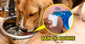 7 Façons de prendre soin de la santé bucco-dentaire de tes animaux et d’éviter leur mauvaise haleine
