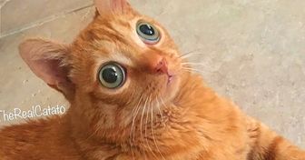 14 Photos de Potato, un chat aux énormes yeux verts qui ont captivé les internautes