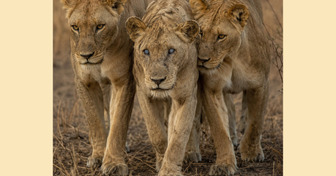 Cette lionne aveugle a pu survivre des années grâce à ses filles, qui ne l’ont jamais laissée seule