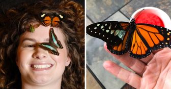 Une Américaine fait d’incroyables greffes d’ailes sur des papillons blessés qui sont sur le point d’être sacrifiés