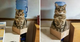 À quoi ressemble la vie quand il y a un chat dans la maison (20+ Photos)
