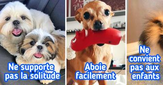 12 Races de petits chiens souvent achetés pour suivre la mode, puis abandonnés à cause de leurs inconvénients