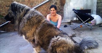 20+ Personnes qui voulaient adopter un chien, mais qui ont obtenu un gigantesque loup velu à la place