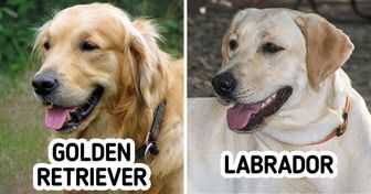 11 Confusions courantes parmi les races de chiens que même les fans peuvent faire