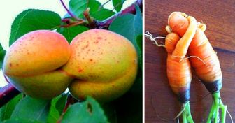 23 Fruits et légumes qui semblent avoir pris vie