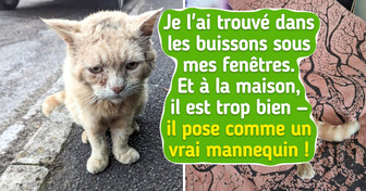 16 Chats si charismatiques qu’ils ont été adoptés sans la moindre hésitation