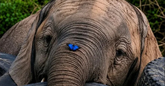 Un papillon s’est posé sur sa trompe, et ce bébé éléphant a eu la réaction la plus adorable