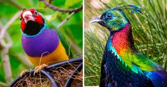 15 Beaux oiseaux du monde menacés de disparition