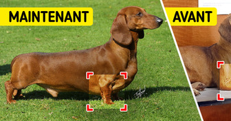 Voici à quoi ressemblaient 10 races de chiens avant que l’homme ne les modifie