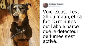 17 Preuves que le bonheur peut être mesuré en chiens