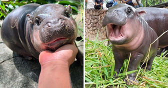 Ce bébé hippopotame devient star de l’internet et attire des milliers de fans à son zoo