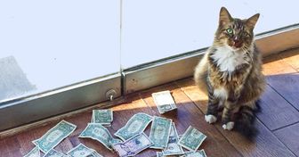 Un chat a été amené dans un bureau pour se débarrasser des souris, mais il a préféré apporter de l’argent