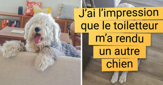 15 Personnes qui n’ont pas reconnu leur animal de compagnie après le toilettage